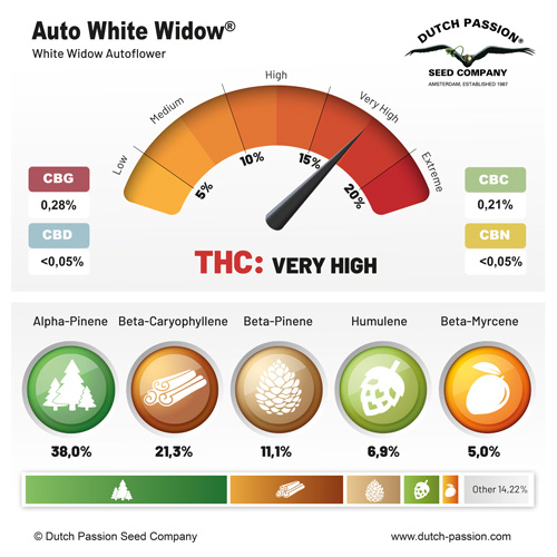 Auto White Widow terpenes and cannabinoids